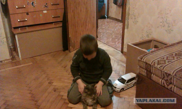 Кот - новый питомец