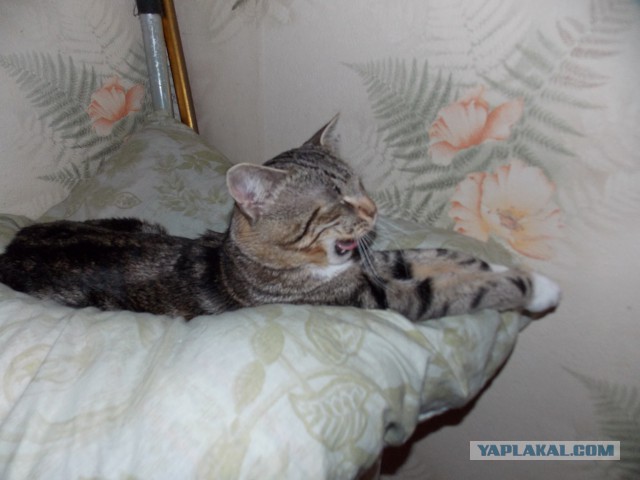 Котовторник