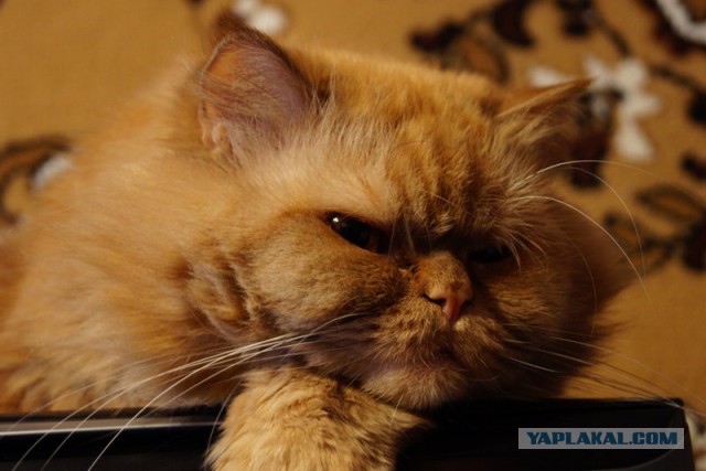 Котовторник 27.01.2015