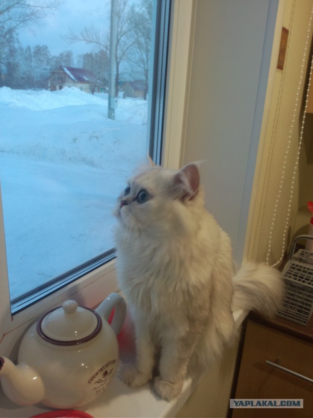 Котовторник