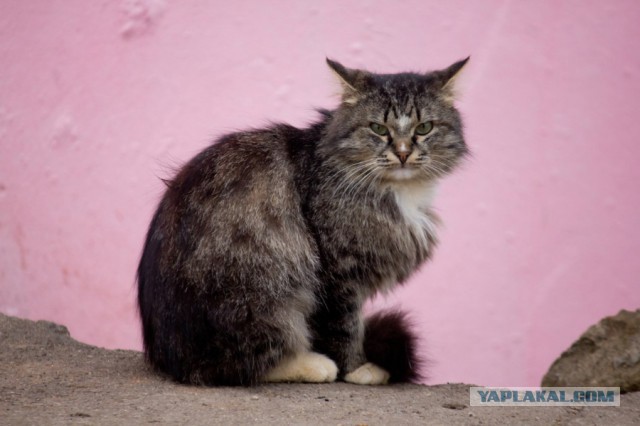 Котовторник 07 04 2015