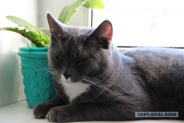 Котовторник 12.03.13