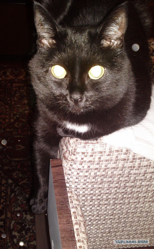 Котовторник на вторник, Котовторник