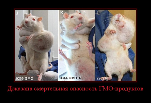 Мифы нашего времени: ГМО