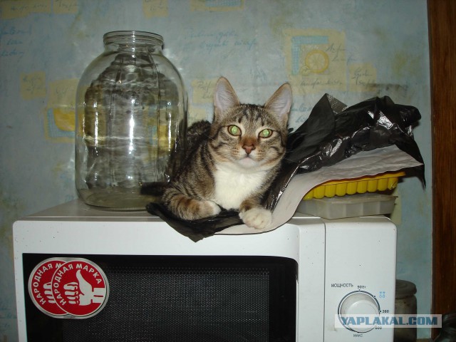 Котовторник 09.06.2015