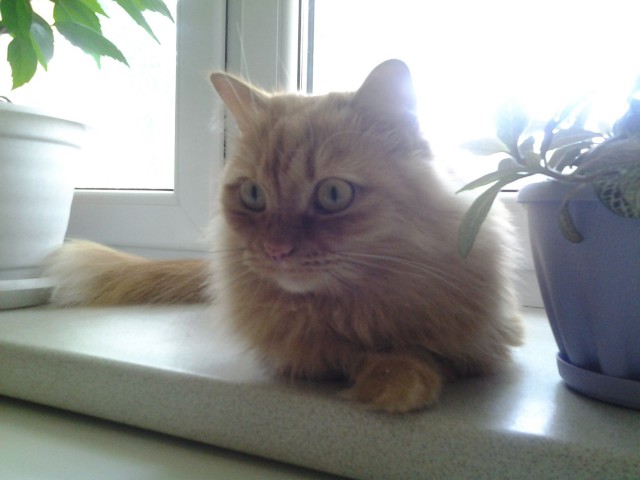 Котовторник 7.07.2015
