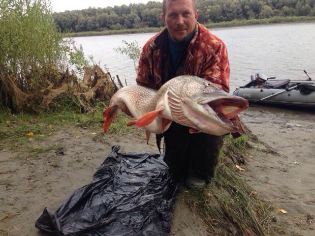 Новосибирский рыбак поймал щуку длиной с человека