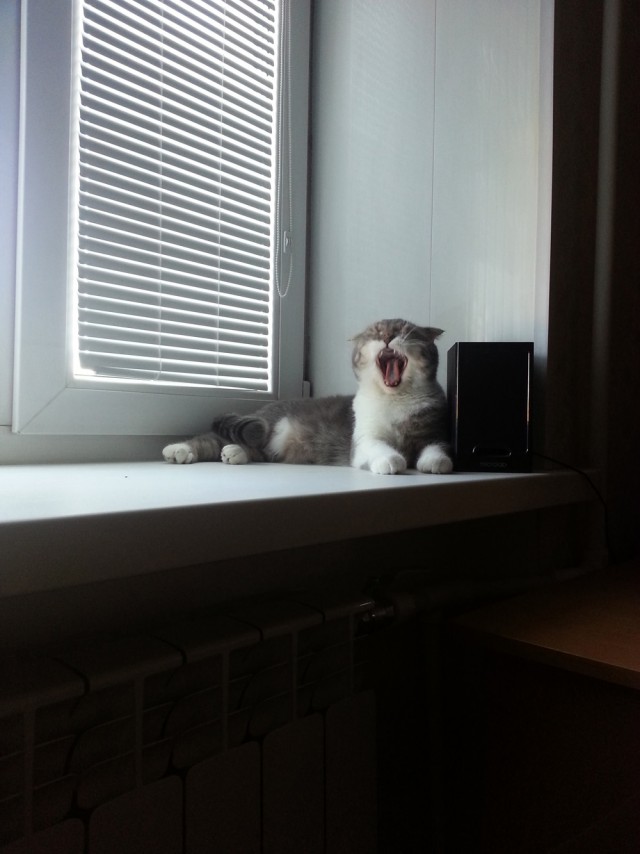 Мой зевающий кот