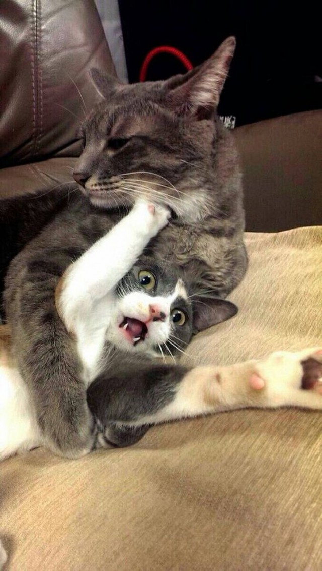 Коты из сети