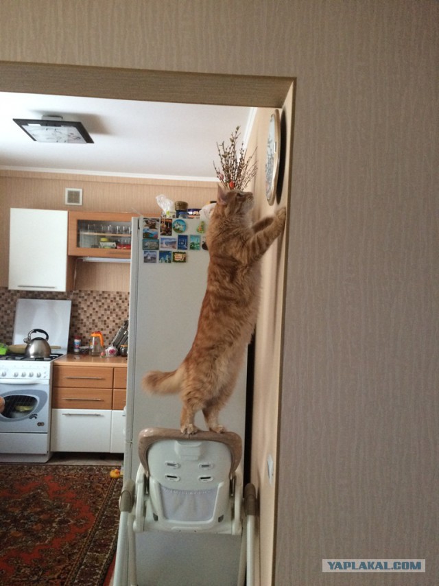 Котовторник  14.02.2017
