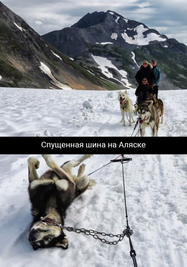 Подборка забавных животных