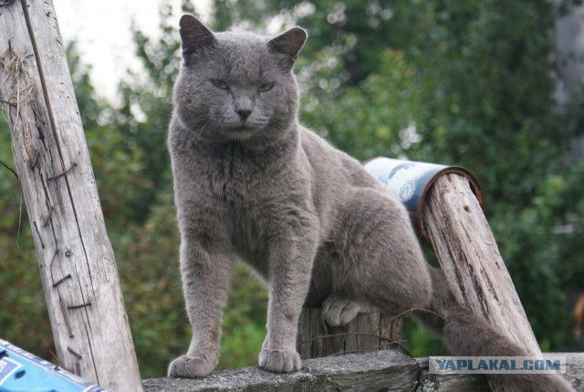 Котовторник 22.08.2017 г.