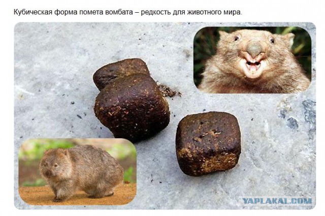 Фотожабы: Агрессивный вомбат