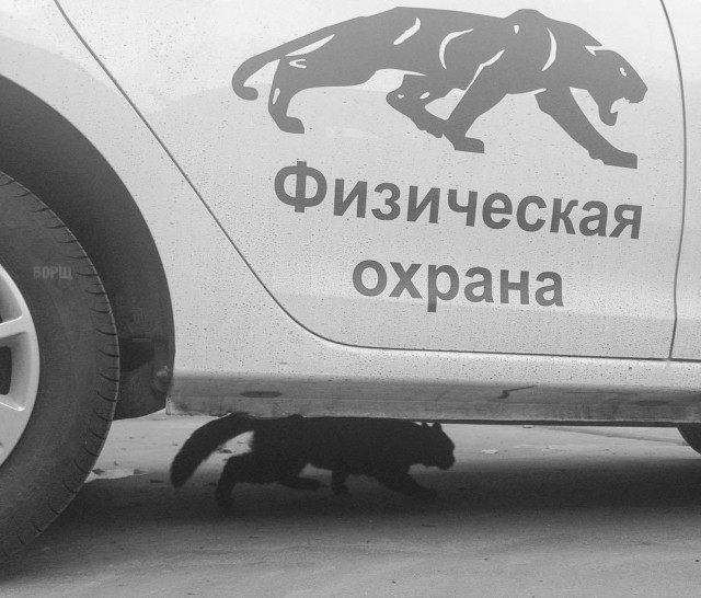 Коты и Кошки