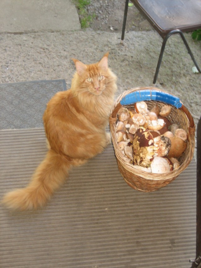 Котовторник  10.10.2017