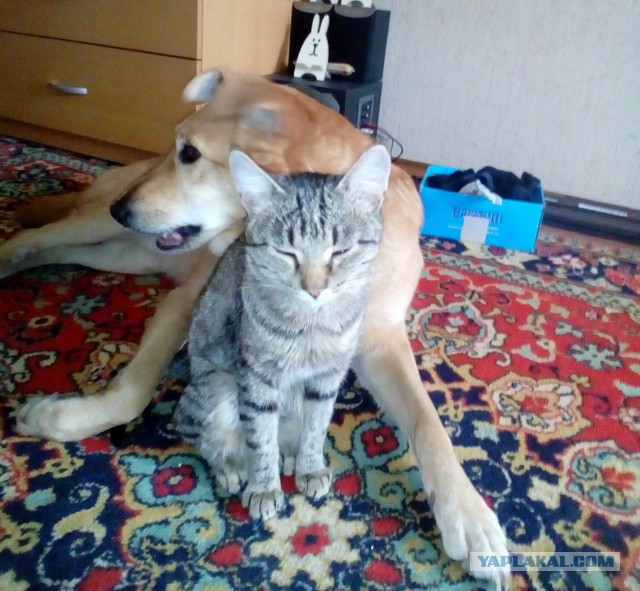 Наши собаки