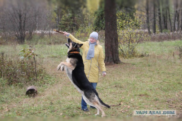 Собако-Четверг же..