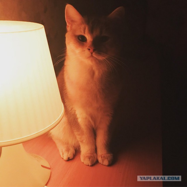 Котовторник 28.11.2017