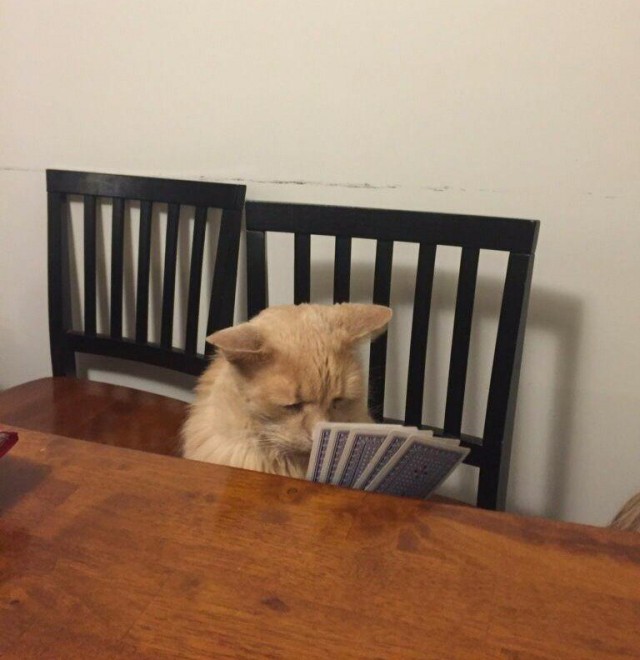 Коты и Кошки