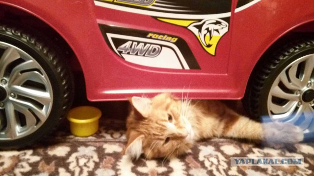 Котовторник 9.01.2018