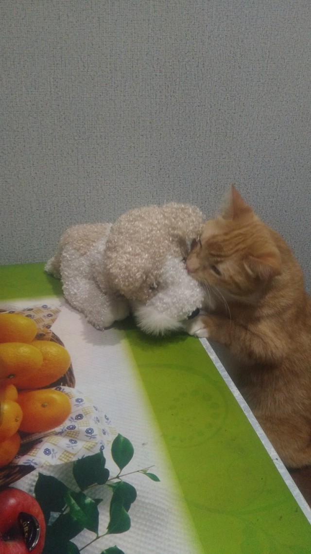 Котовторник  13.02.2018