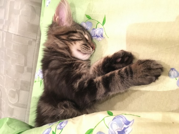 Котовторник 20.03.2018