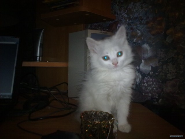 Toyota 4Runner против дерева