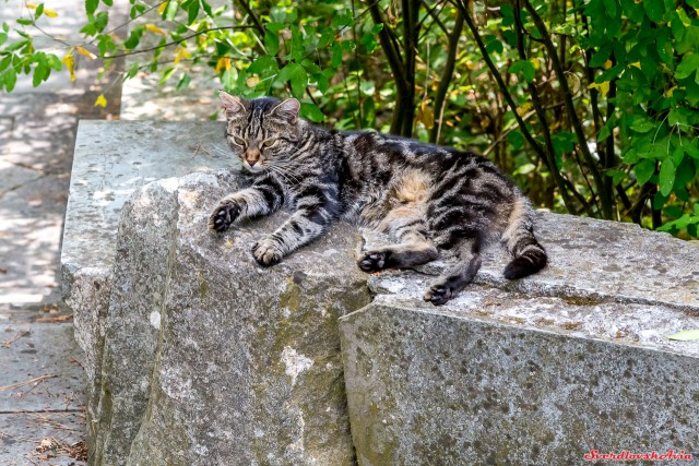 Крымские каникулы. Котовторник