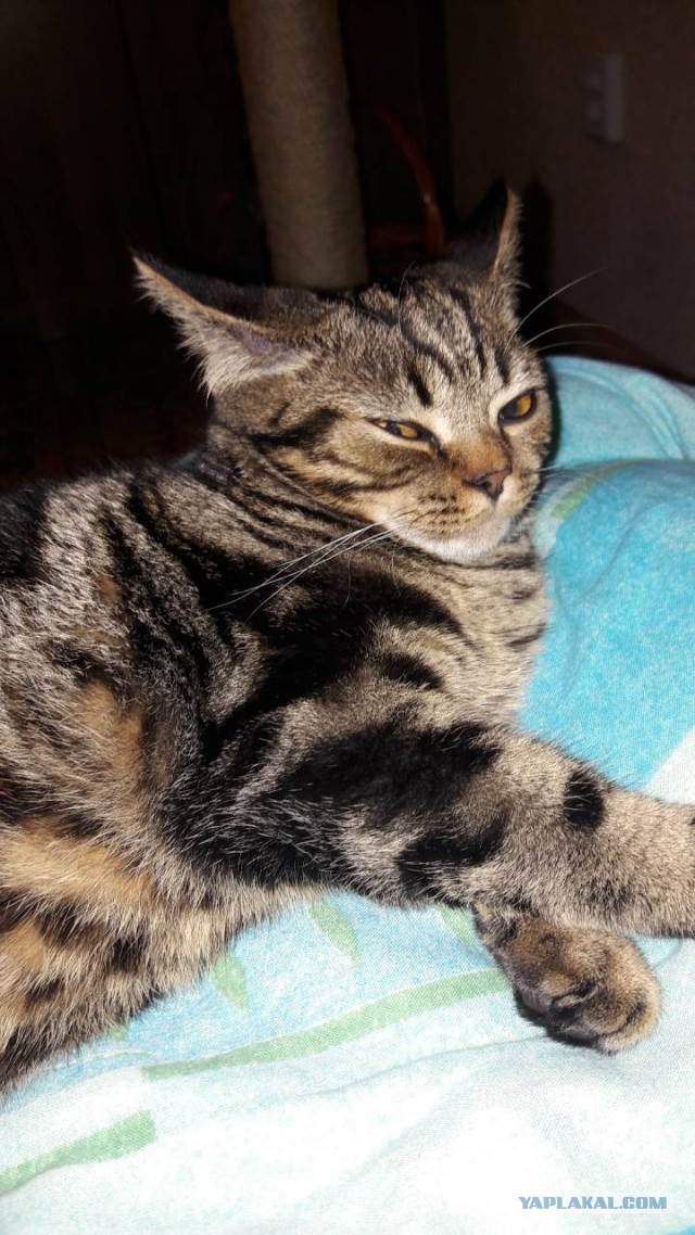 Котовторник 07.08.2018