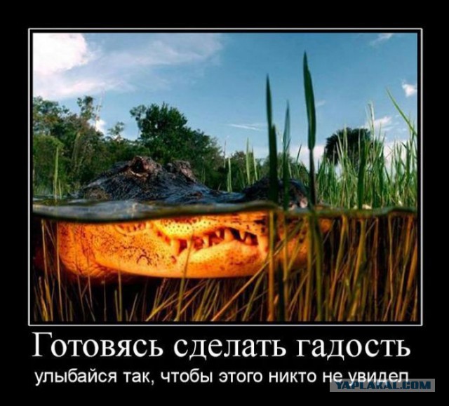 Чутка веселухи