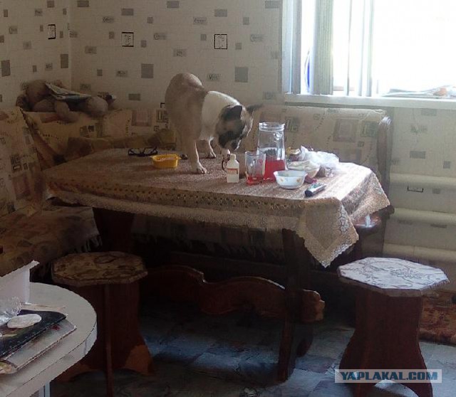 Как мы забрали собаку из приюта