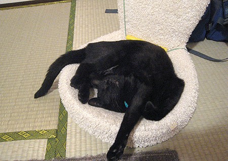 Кошарий