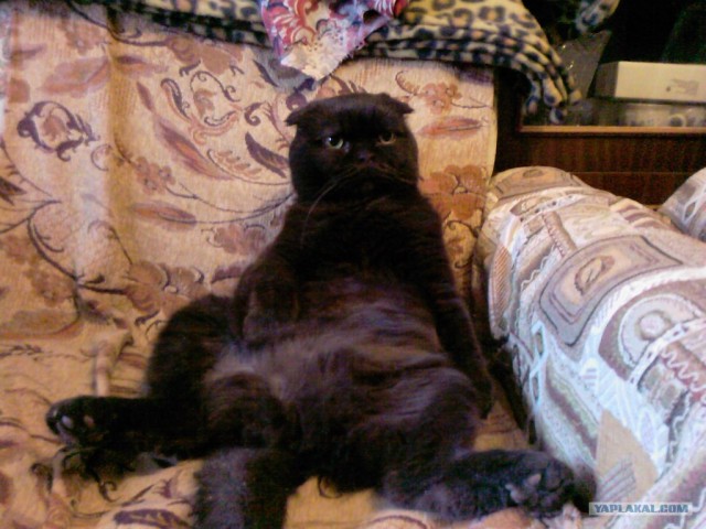 Котовторник 1.02.2011