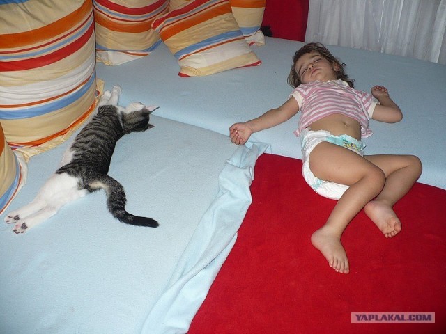 Коты, кошки и котята