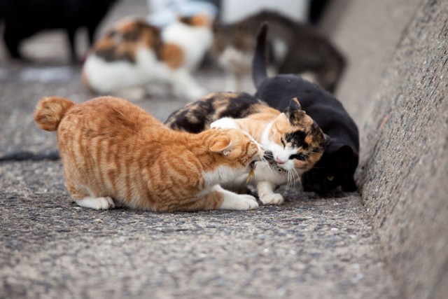 Котейкин вторник! Космический 12.04!