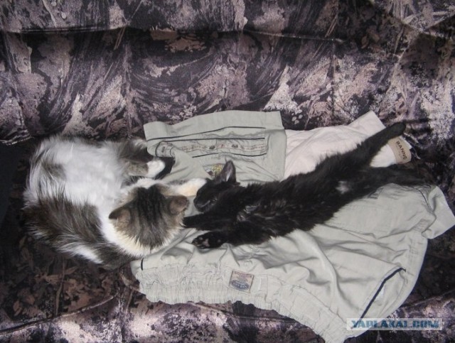 Сонный Котовторник