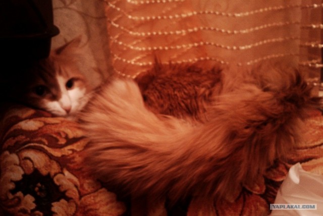 Котовторник!
