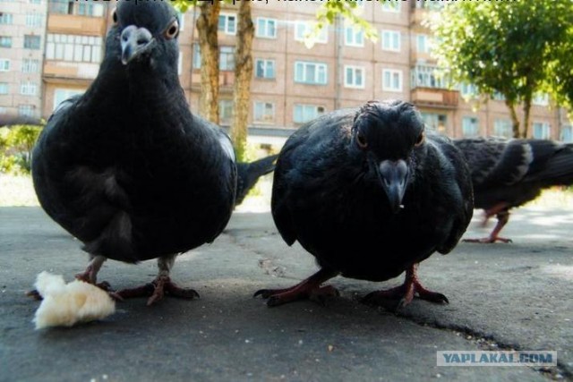 Голубь Иван