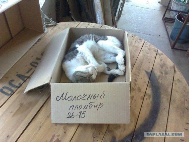 Котовторник 24.04.2012