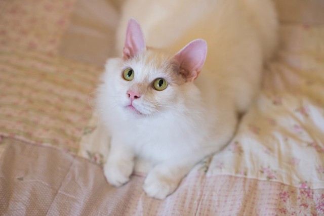 Прикольных котов пост
