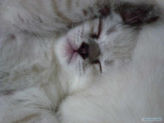 Котовторник  19.06.2012