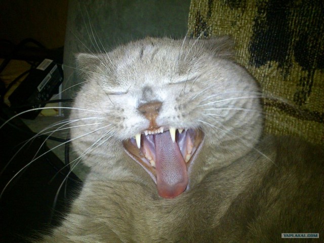 Котовторник ( 23.10. 2012. )