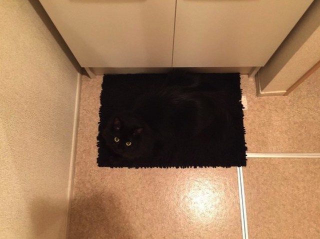 Прикольных котов пост