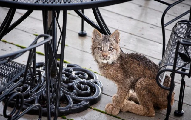 Дикий котовторник 21.05.19