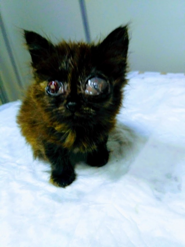 Paзнoвиднocти тьмы