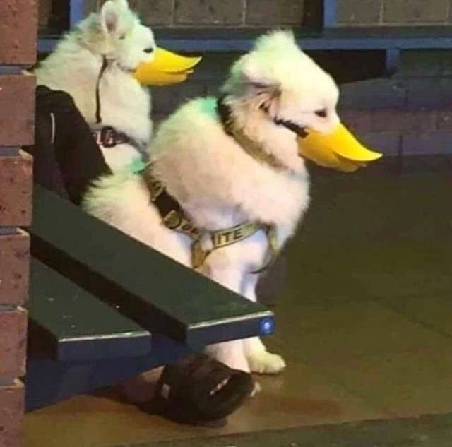 Живность из сети