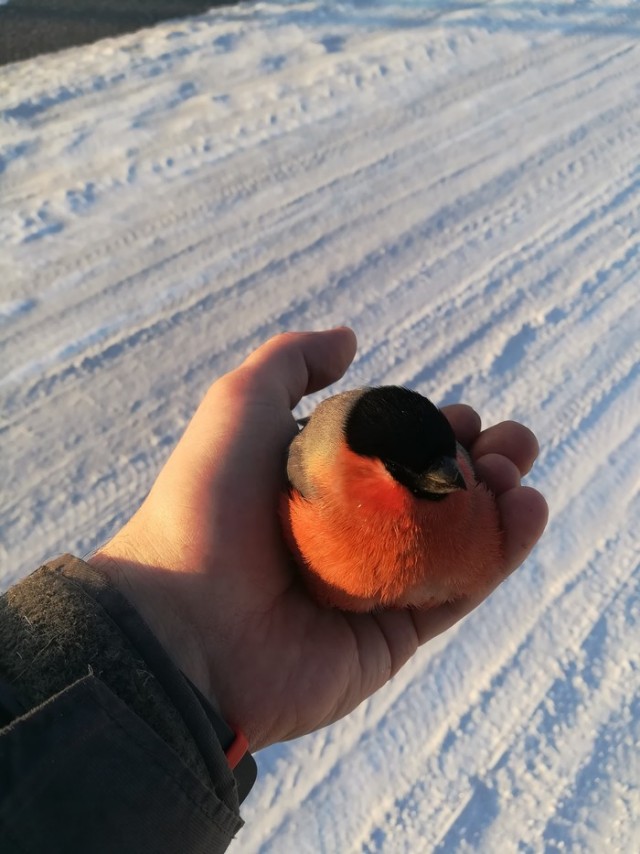 Снегири замерзли. В Томске: -38