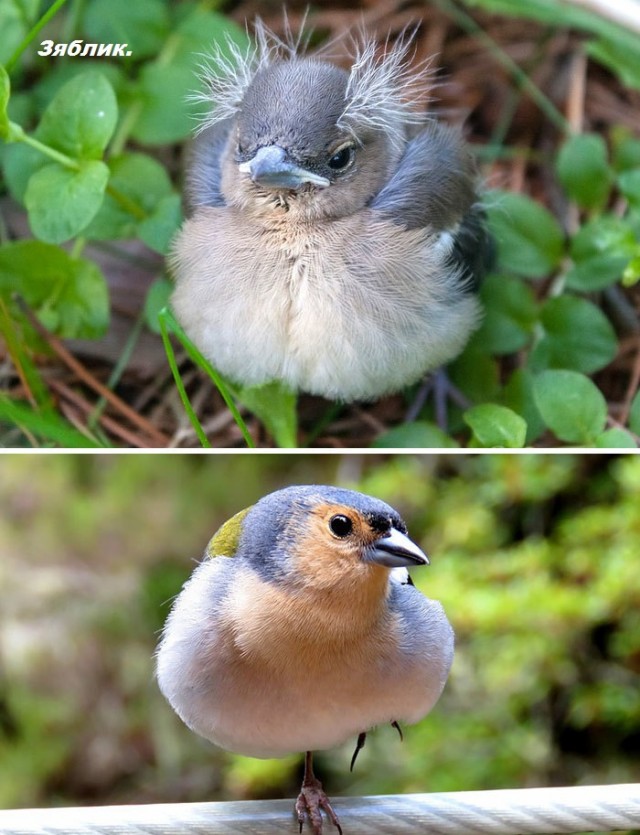 Как выглядят птенцы  разных видов птиц.