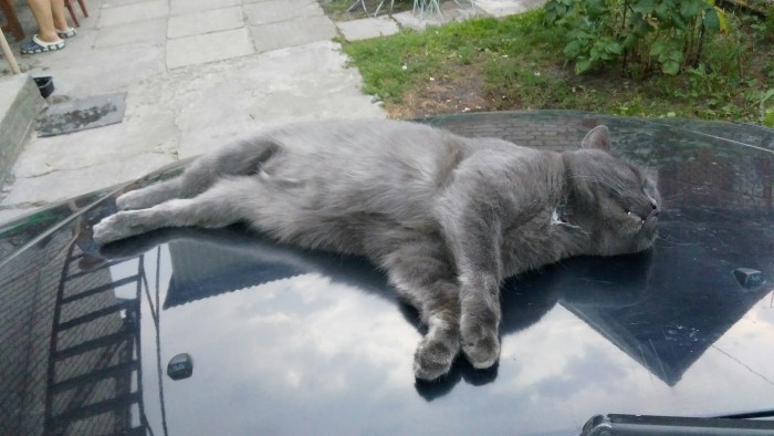 ЯП в кошках