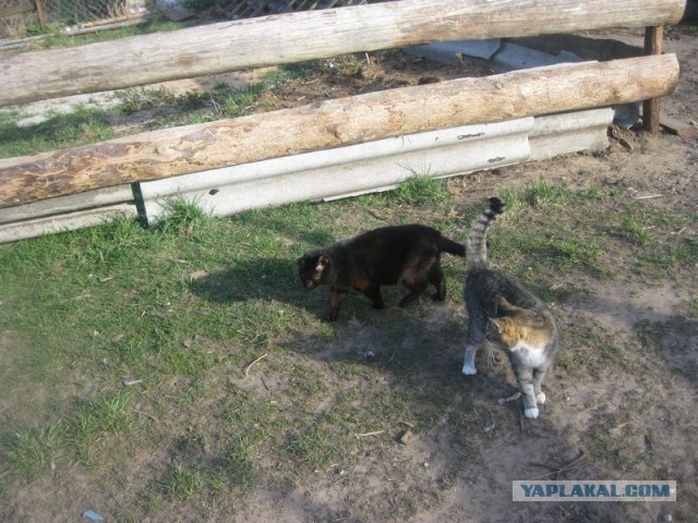 Жизнь домашнего приюта для котеек 287